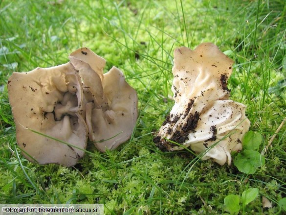 Helvella acetabulum