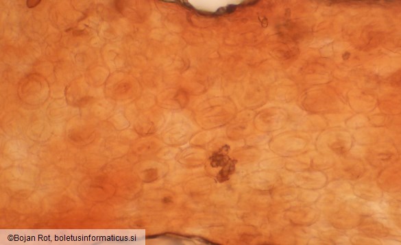 Conocybe tenera
