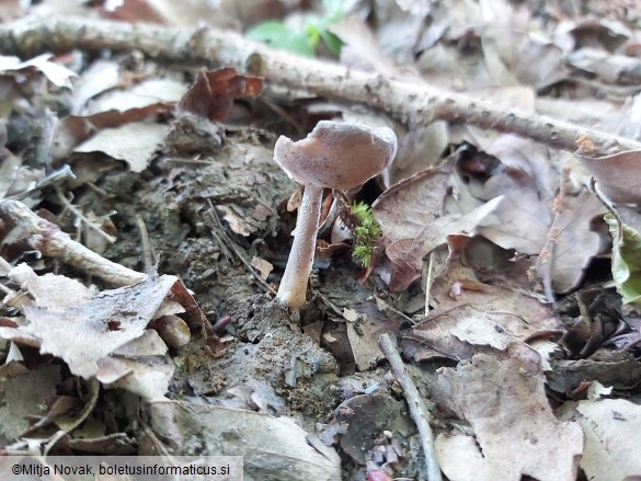 Helvella macropus