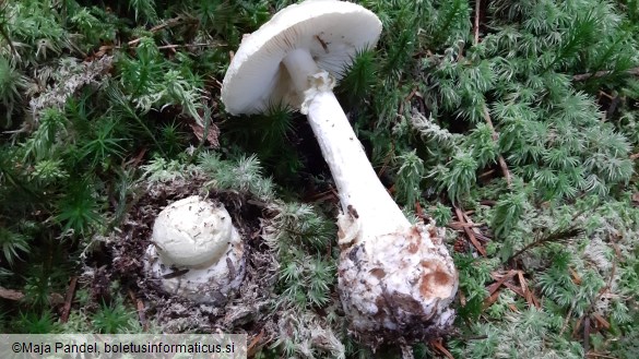 Amanita citrina