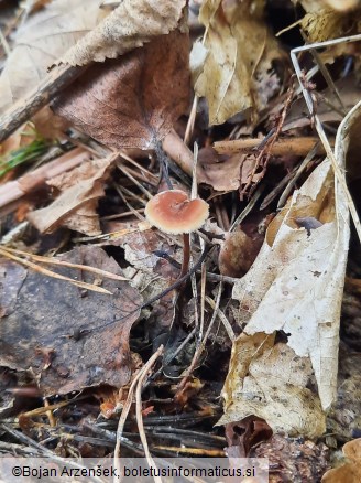 Auriscalpium vulgare