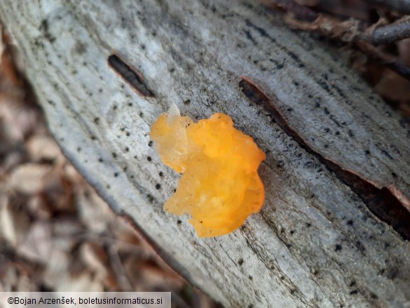 Tremella mesenterica