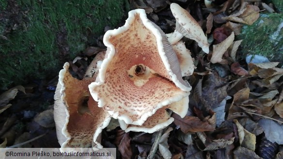 Pholiota squarrosa