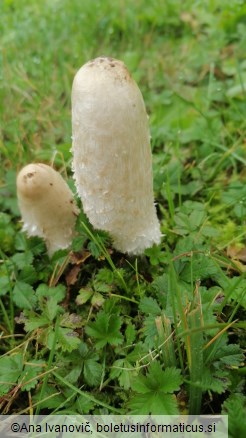 Coprinus comatus