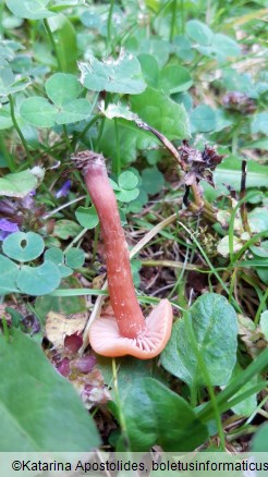 Laccaria laccata