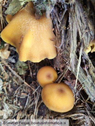 Tricholomopsis decora