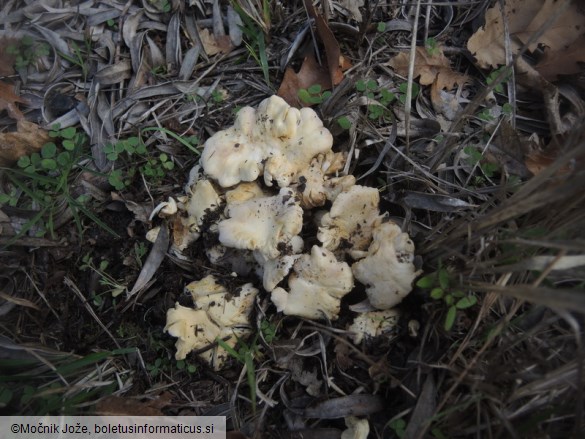 Cantharellus ferruginascens