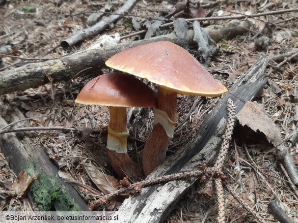 Suillus grevillei