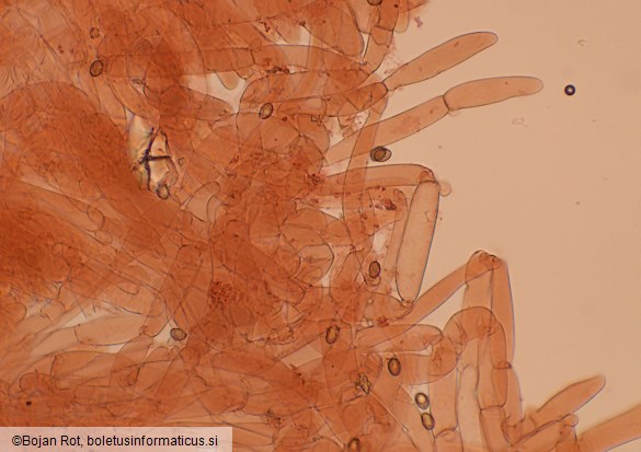Cortinarius pratensis