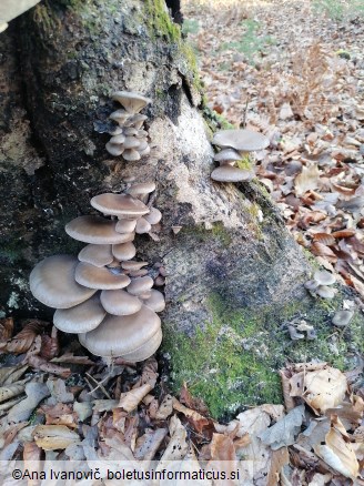 Pleurotus ostreatus