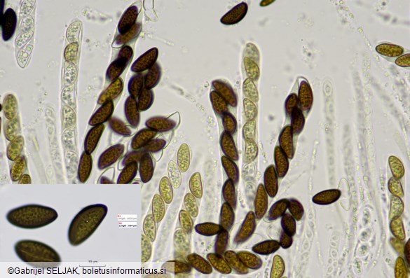 Hypoxylon fraxinophilum