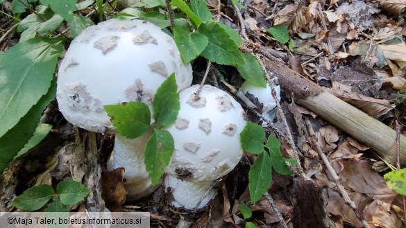 Amanita strobiliformis