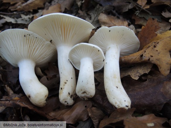 Hygrophorus penarioides