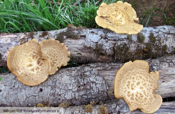 Polyporus tuberaster