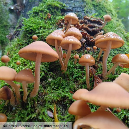 Psathyrella piluliformis