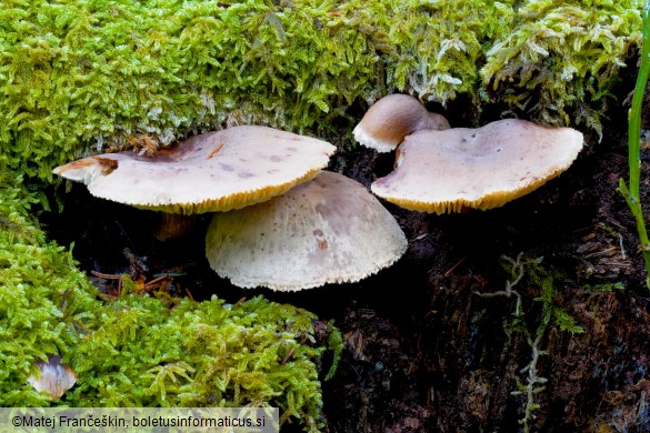 Neolentinus adhaerens
