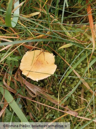 Cystoderma amianthinum