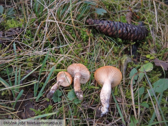 Hygrophorus discoideus