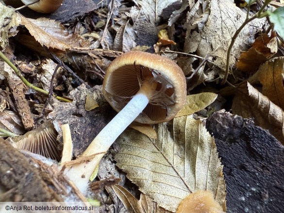 Psathyrella piluliformis