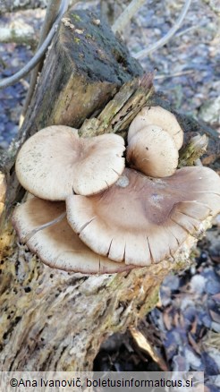 Pleurotus ostreatus