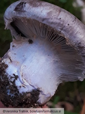 Cortinarius traganus