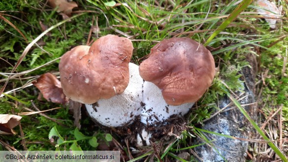 Boletus edulis