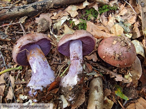 Cortinarius variecolor