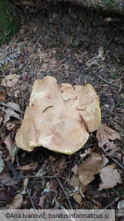 Butyriboletus appendiculatus