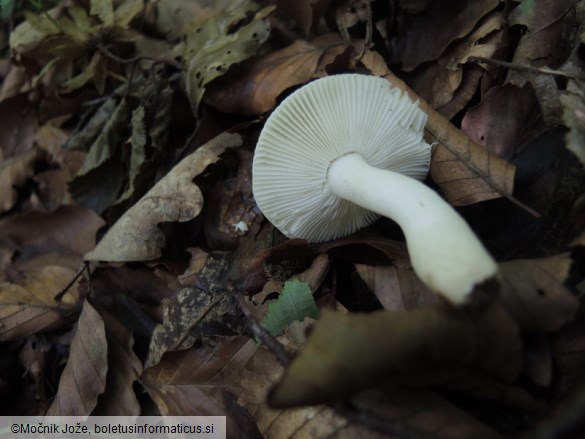 Russula raoultii