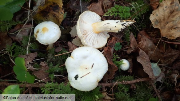 Hygrophorus chrysodon