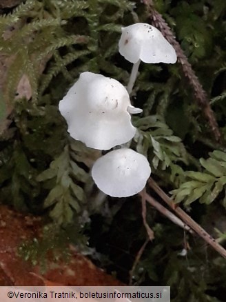 Hemimycena cucullata