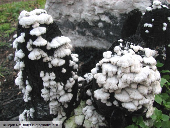 Schizophyllum commune