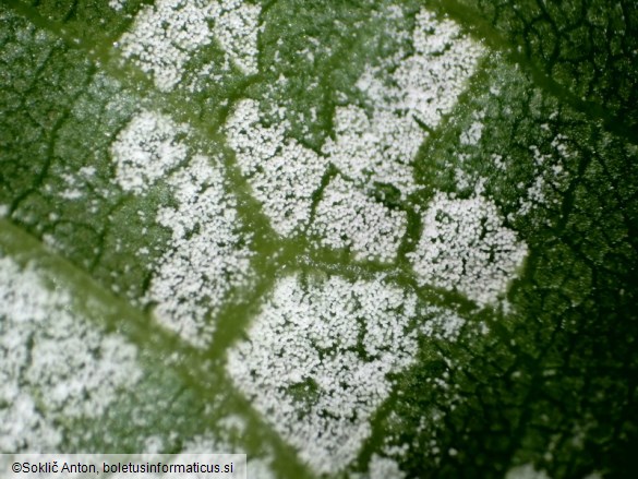Pseudomicrostroma juglandis