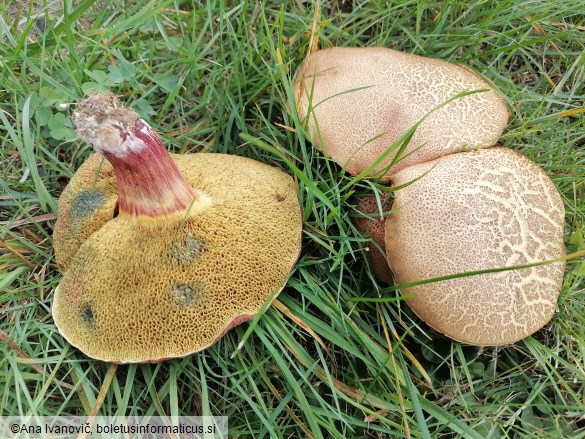 Xerocomellus chrysenteron