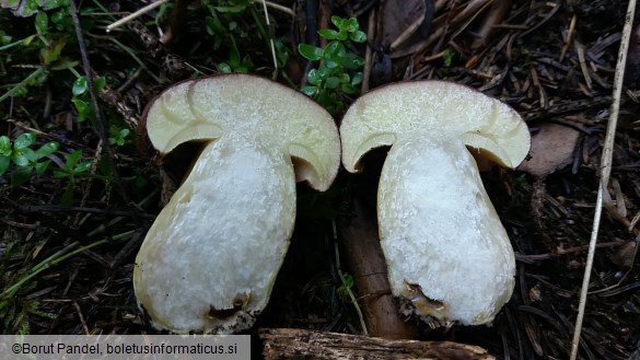 Boletus appendiculatus