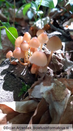 Mycena renati