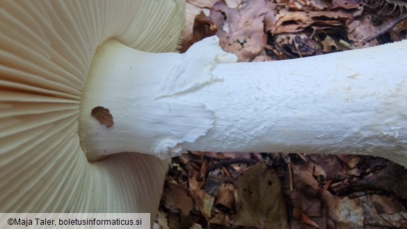 Amanita strobiliformis