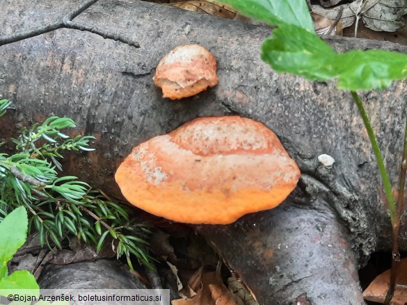 Pycnoporus cinnabarinus