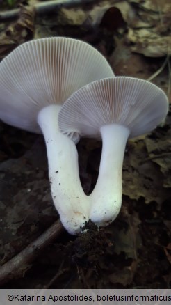 Russula grisea