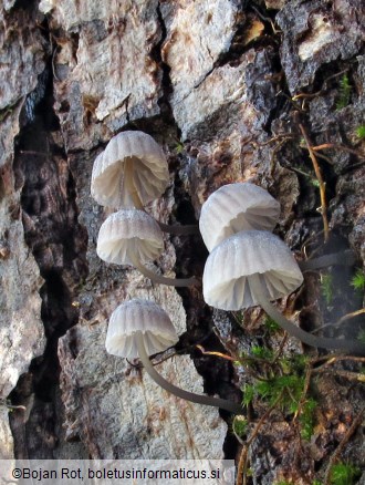 Mycena pseudocorticola