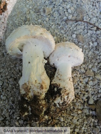 Amanita strobiliformis