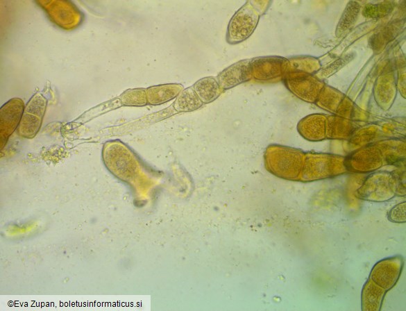 Puccinia modiolae