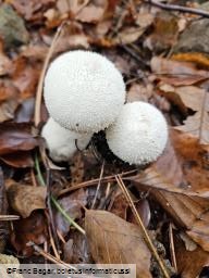 Lycoperdon perlatum