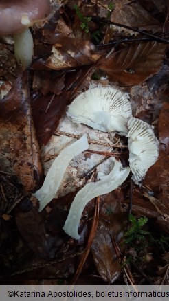 Russula cavipes