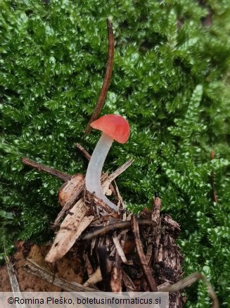 Mycena adonis