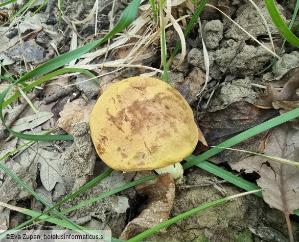 Xerocomus chrysonemus