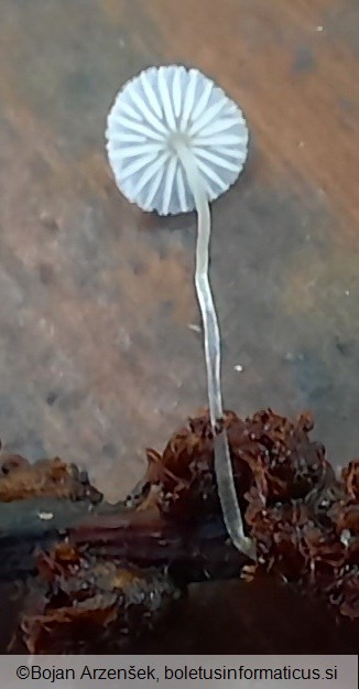 Mycena rhenana