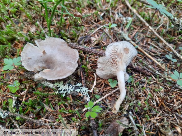 Rhizocybe pruinosa