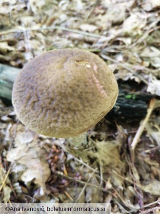 Leccinum scabrum