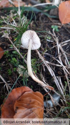 Mycena rosea